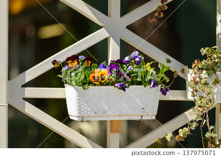 Colorful pansies in white window box on garden trellis Colorful pansies in white window box on garden trellis 137975071