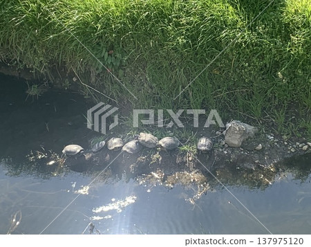 Basking in the sun together 137975120