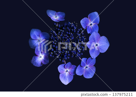 紫色繡球花圖片 紫色繡球花圖片 137975211