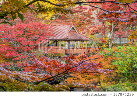 Autumn foliage at Oihira Park in Toyota City (Aichi Prefecture) 137975239