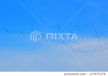 鳥罷工 鳥罷工 137975279