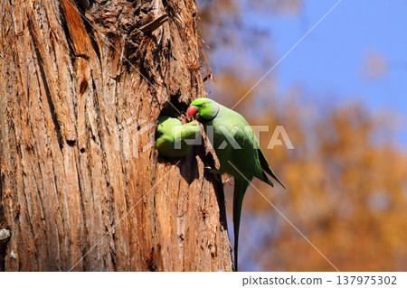Rose-ringed Parakeet 137975302