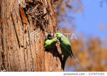 Rose-ringed Parakeet Rose-ringed Parakeet 137975303