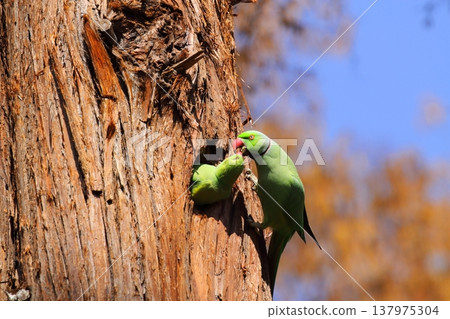 Rose-ringed Parakeet Rose-ringed Parakeet 137975304