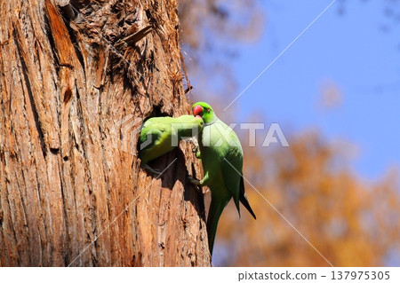 Rose-ringed Parakeet Rose-ringed Parakeet 137975305