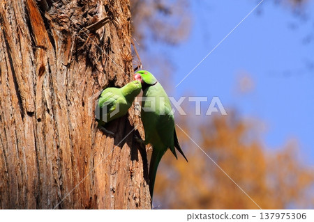 Rose-ringed Parakeet Rose-ringed Parakeet 137975306