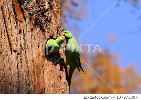 Rose-ringed Parakeet 137975307