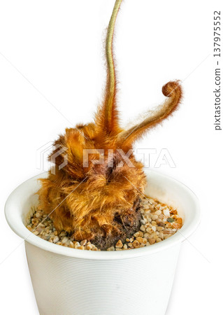 Top view of Golden Moss with Long Stem, focus selective 137975552