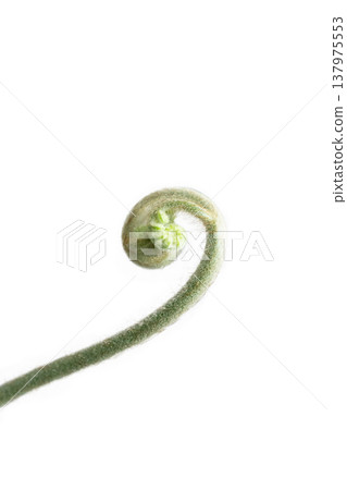 Top view of Golden Moss with Long Stem, focus selective Top view of Golden Moss with Long Stem, focus selective 137975553