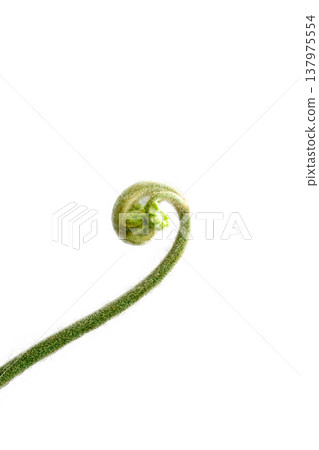 Top view of Golden Moss with Long Stem, focus selective 137975554