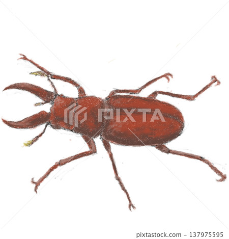 Stag beetle Stag beetle 137975595