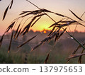 Sunrise. Ears of grass with dew. The sun. Zen Contemplation 137975653