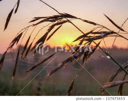 Sunrise. Ears of grass with dew. The sun. Zen Contemplation 137975653