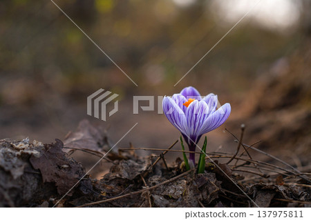 Single Purple Crocus Flower Emerging from Fallen Leaves Single Purple Crocus Flower Emerging from Fallen Leaves 137975811