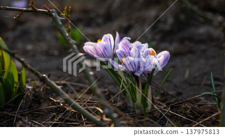 Purple Crocus Flowers in Soft Spring Light 137975813