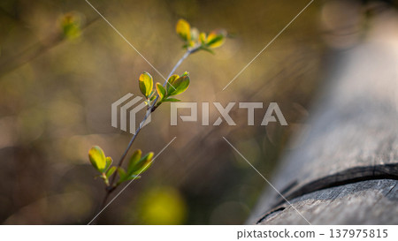 Tender Green Spring Leaves in Golden Evening Light Tender Green Spring Leaves in Golden Evening Light 137975815