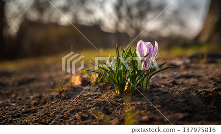 Purple Crocus Growing in Sunlit Soil at Golden Hour Purple Crocus Growing in Sunlit Soil at Golden Hour 137975816