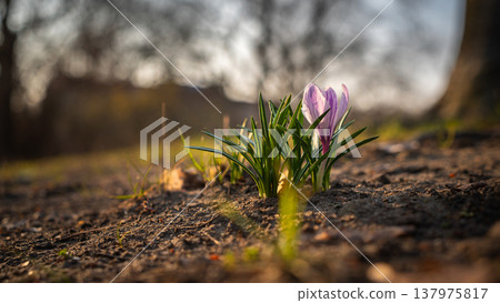 Purple Crocus Blooming in Soft Golden Spring Light Purple Crocus Blooming in Soft Golden Spring Light 137975817