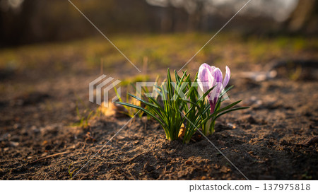 Blooming Purple Crocus Close-Up in Golden Spring Light Blooming Purple Crocus Close-Up in Golden Spring Light 137975818