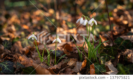 Snowdrops Emerging Through Fallen Leaves in Golden Light Snowdrops Emerging Through Fallen Leaves in Golden Light 137975821