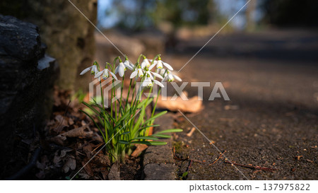 Snowdrops Blooming Beside a Sunlit Garden Path Snowdrops Blooming Beside a Sunlit Garden Path 137975822