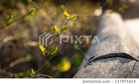 Fresh Spring Leaves Along a Rustic Wooden Fence Fresh Spring Leaves Along a Rustic Wooden Fence 137975824