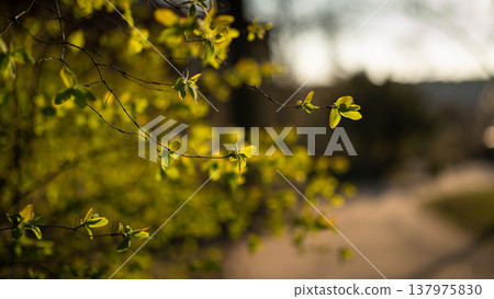 Fresh Spring Leaves Beside a Softly Blurred Park Path Fresh Spring Leaves Beside a Softly Blurred Park Path 137975830