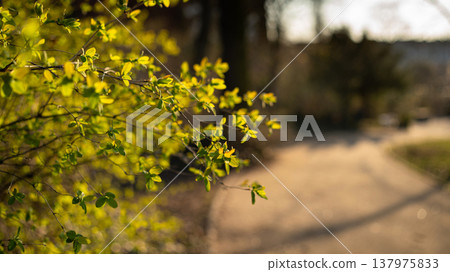 Fresh Spring Leaves Along a Sunlit Park Path Fresh Spring Leaves Along a Sunlit Park Path 137975833