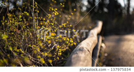 Tender Green Leaves Along a Rustic Wooden Rail Tender Green Leaves Along a Rustic Wooden Rail 137975834