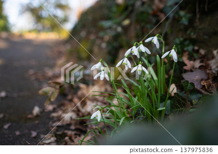 White Snowdrops on a Forest Path in Early Spring White Snowdrops on a Forest Path in Early Spring 137975836