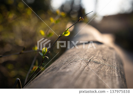 Young Green Leaves Beside a Weathered Wooden Rail Young Green Leaves Beside a Weathered Wooden Rail 137975838