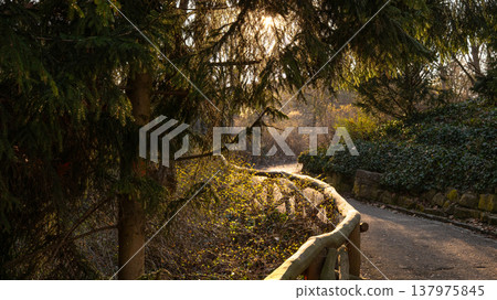 Sunlit Curving Park Path Framed by Evergreen Trees 137975845