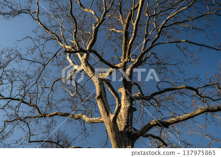 Bare Plane Tree Branches Against a Clear Blue Sky Bare Plane Tree Branches Against a Clear Blue Sky 137975865