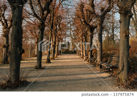 Tree-Lined Park Walkway with Benches in Warm Evening Light 137975874