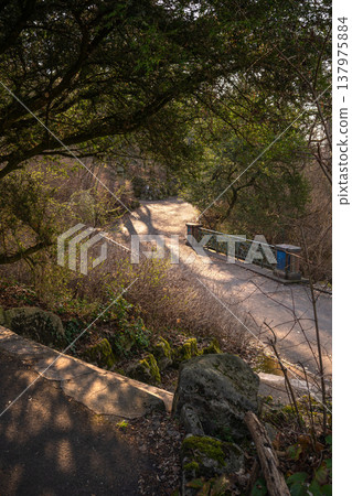 Sunlit Bridge on a Quiet Woodland Path Sunlit Bridge on a Quiet Woodland Path 137975884