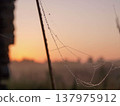 Cobwebs and dew in the morning. Contemplation. 137975912