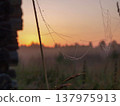 Cobwebs and dew in the morning. Zen contemplation. 137975913
