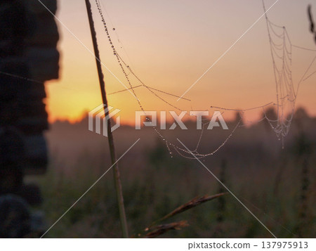 Cobwebs and dew in the morning. Zen contemplation. 137975913