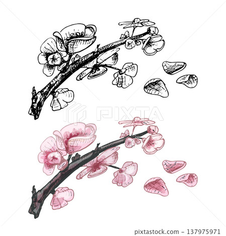 Cherry branch sakura with flowers and bud. Vector vintage hatching color Cherry branch sakura with flowers and bud. Vector vintage hatching color 137975971