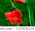 Bumblebee on a red gladiolus. Close-up 137976129