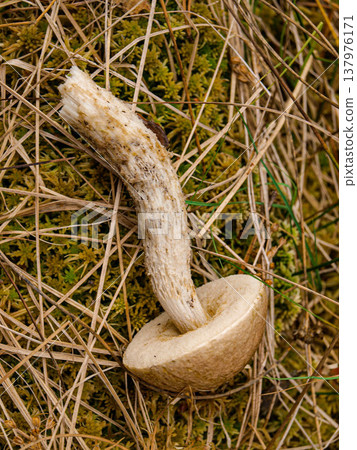 Leccinum scabrum. Edible mushrooms. Leccinum scabrum. Edible mushrooms. 137976171