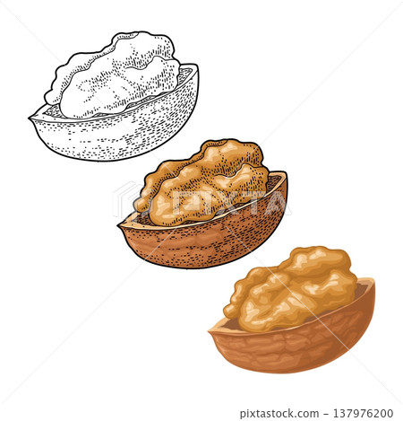 Walnut half shelled. Vintage color vector engraving illustration Walnut half shelled. Vintage color vector engraving illustration 137976200