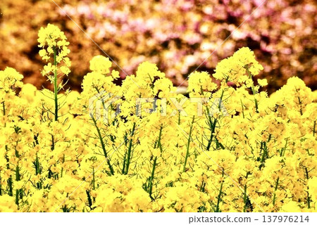 A field of rapeseed flowers in full bloom and Kawazu cherry blossoms just beginning to bloom. A field of rapeseed flowers in full bloom and Kawazu cherry blossoms just beginning to bloom. 137976214