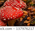 Amanita muscaria. Fly agaric mushrooms. 137976217