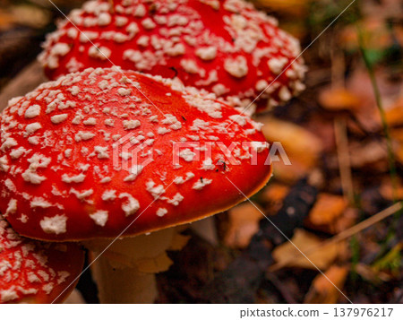 Amanita muscaria. Fly agaric mushrooms. Amanita muscaria. Fly agaric mushrooms. 137976217