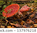 Amanita muscaria. Fly agaric. 137976218