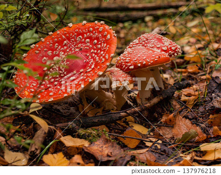 Amanita muscaria. Fly agaric. Amanita muscaria. Fly agaric. 137976218