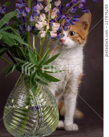 A ginger kitten looks at flowers and plays with them. Studio shooting on a brown background A ginger kitten looks at flowers and plays with them. Studio shooting on a brown background 137976289