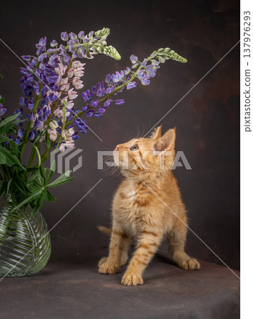A ginger kitten looks at flowers and plays with them. Studio shooting on a brown background 137976293