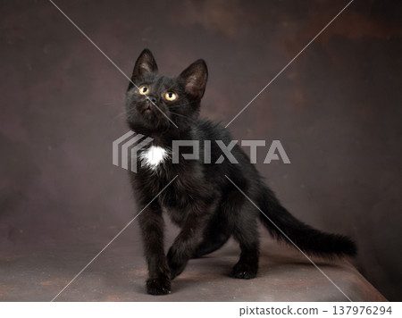 A small black kitten with a white breast. Studio shooting on a brown background 137976294
